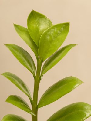 ZÂMIO
