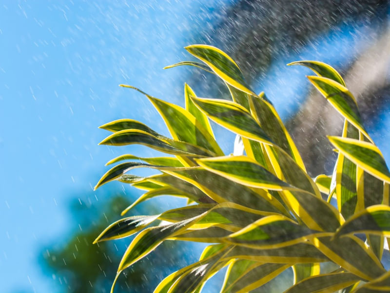 CHUVA TROPICAL