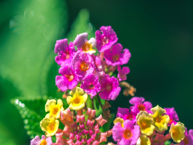 MIDSUMMER 1