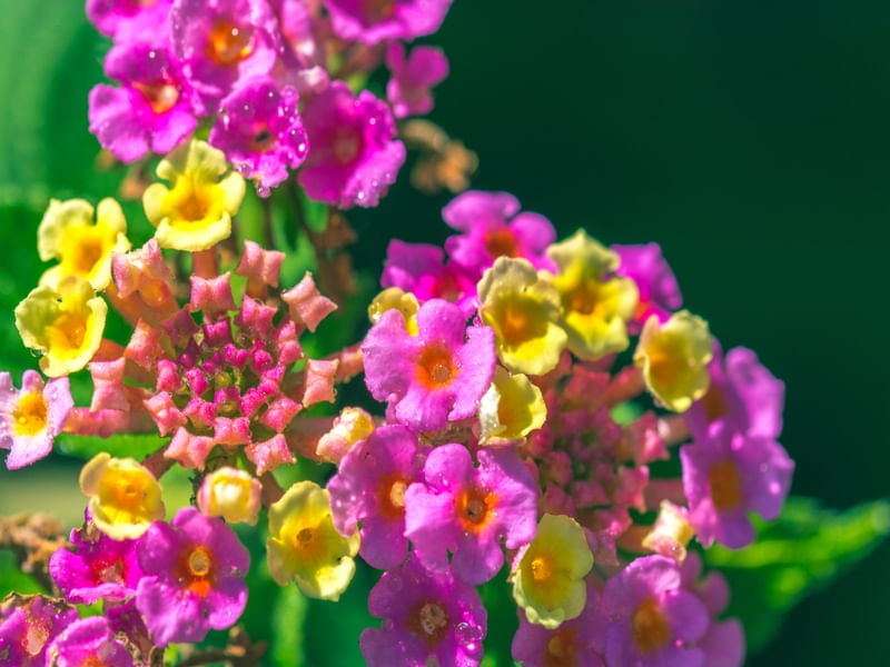 MIDSUMMER (2)