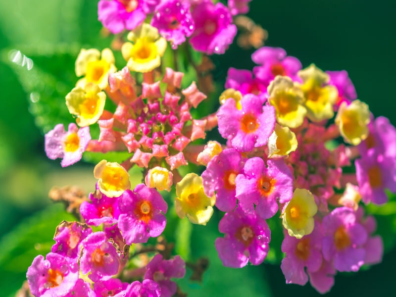 MIDSUMMER (3)