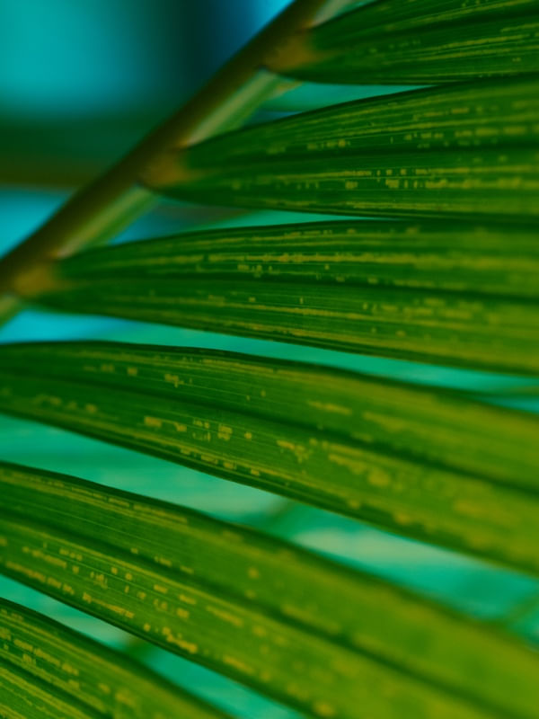 LINHAS VERDES (II)