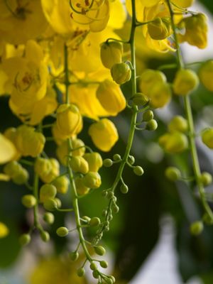 FLOR PAZ 1