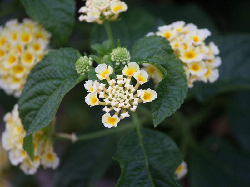 FLOR PAZ 2