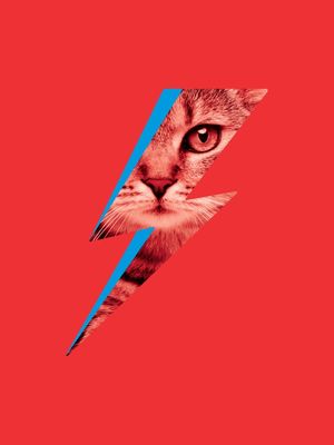 BOWIE CAT 01