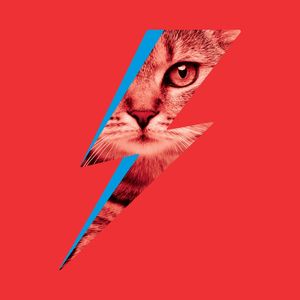 BOWIE CAT 02
