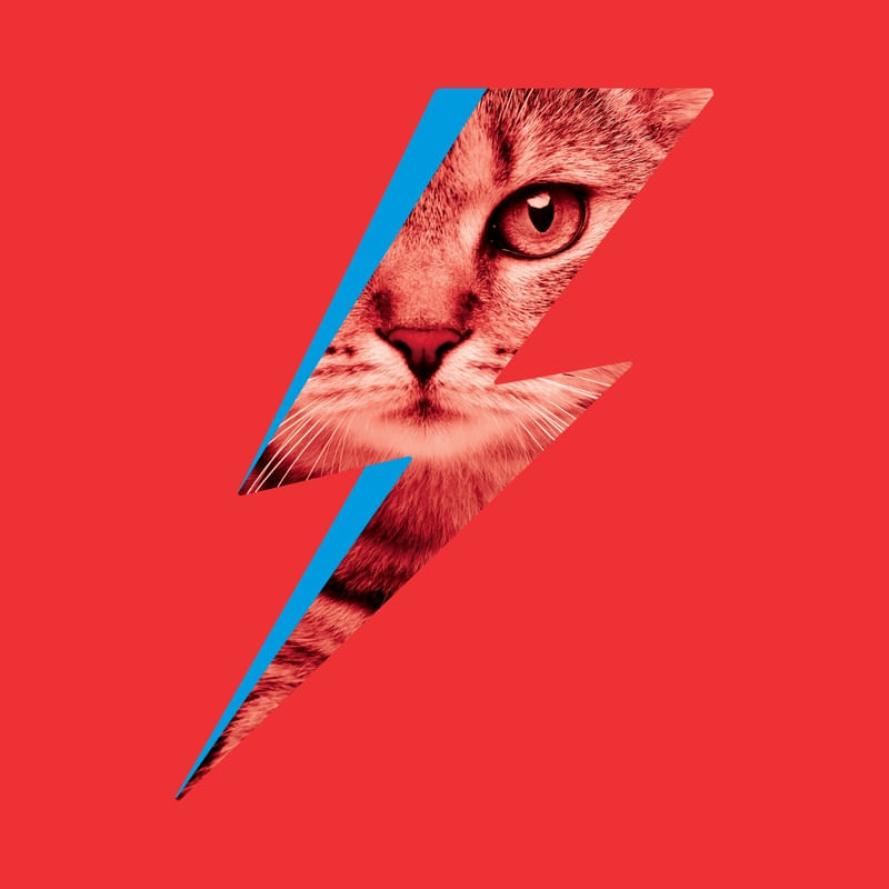 BOWIE CAT 02