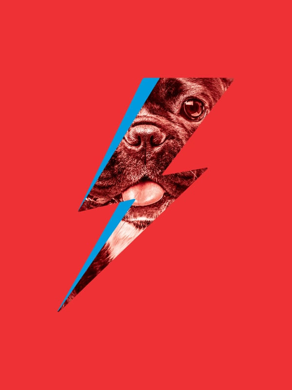 BOWIE DOG 01