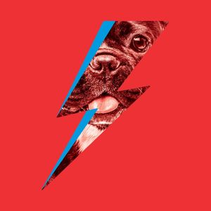 BOWIE DOG 02