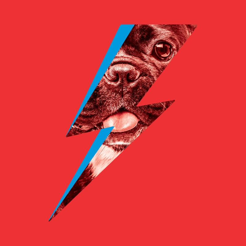 BOWIE DOG 02