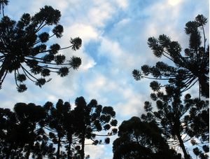 ARAUCÁRIAS DE CAMPOS