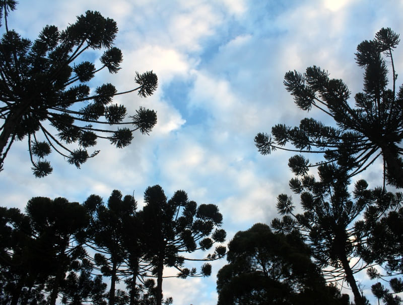 ARAUCÁRIAS DE CAMPOS