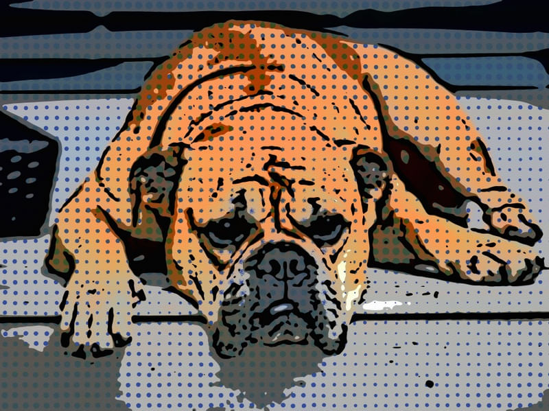 BULDOGE A ESPREITA