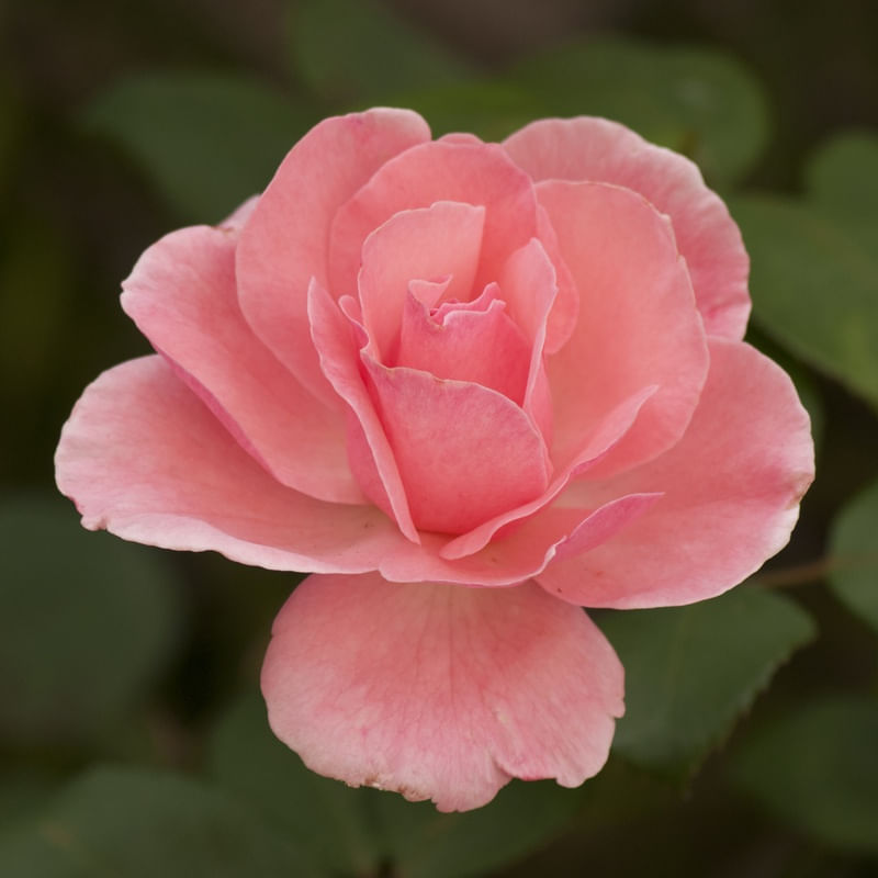 FLOR ROSA CLARA