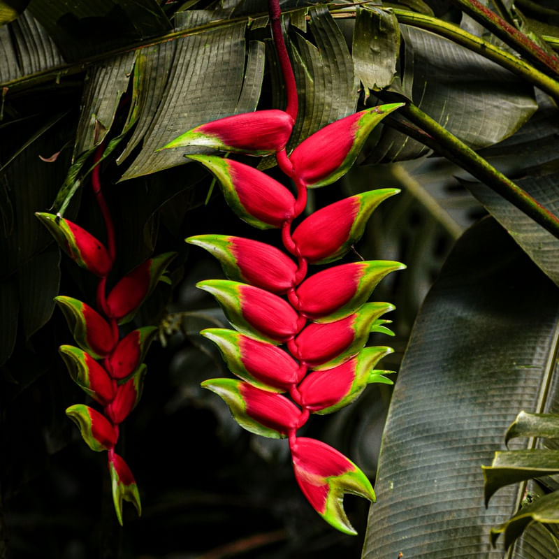 BANANEIRA VERDE