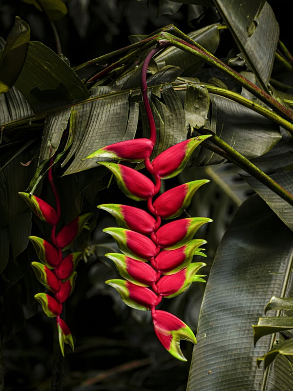 TROPICAL BANANEIRA