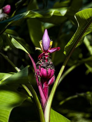 BANANEIRA NA NATUREZA