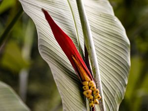FRUTO TROPICAL