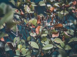 OUTONO E FLORES (1)