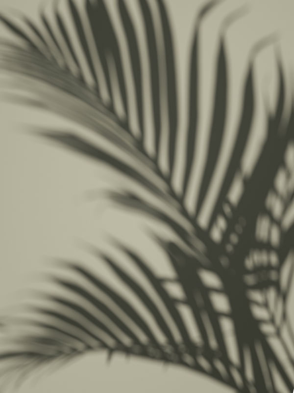 SOMBRA DAS PLANTAS // BAMBU