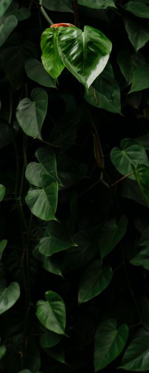 VERDE PAN