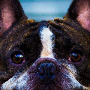 OLHA AI DOG