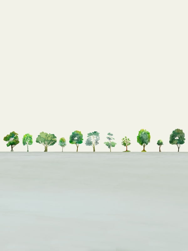 A ROW OF TREES