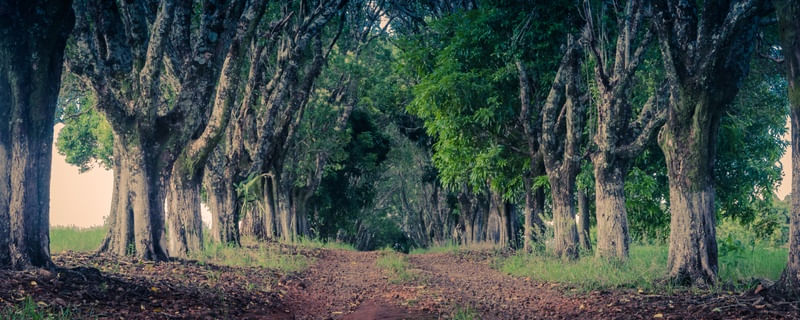 ESTRADA DE FOLHAS ENTRE ARVORES