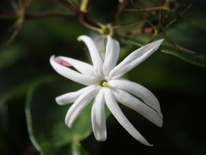 FLOR - IMG20191985 EX PS