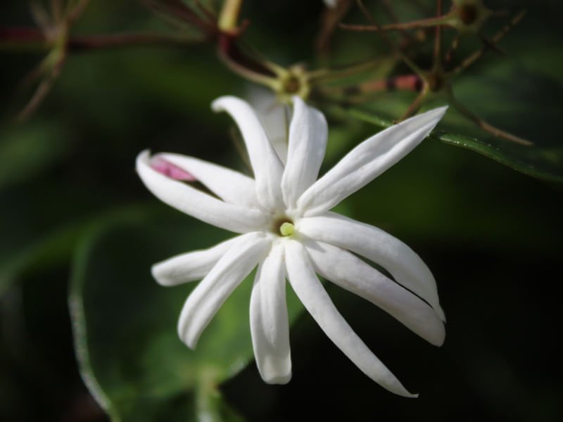 FLOR - IMG20191985 EX PS