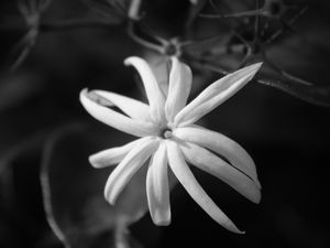 FLOR - IMG20191986 EX PB PS