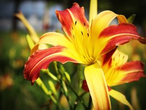 FLOR - IMG20191988 EX PS