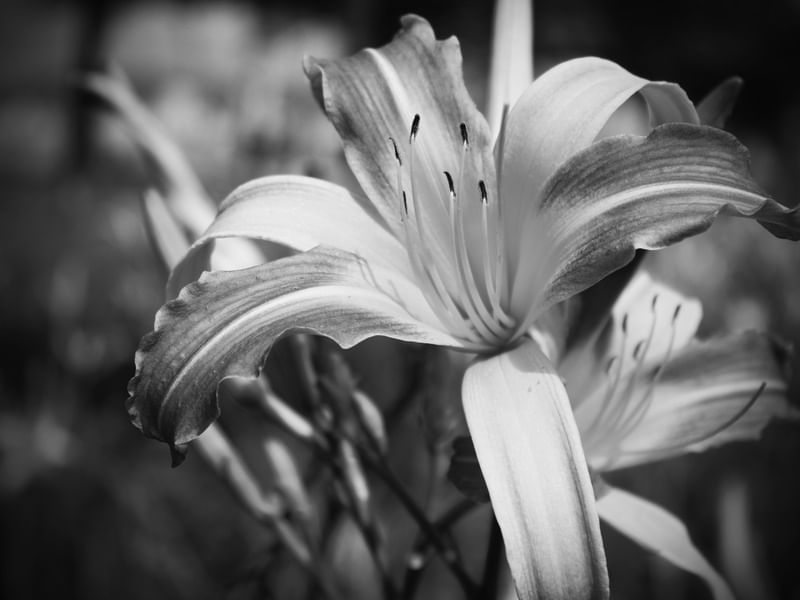 FLOR - IMG20191989 EX PB PS