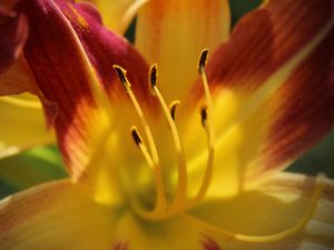 FLOR - IMG20191981 EX PS