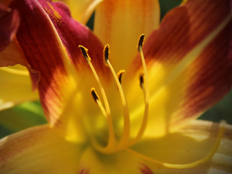 FLOR - IMG20191981 EX PS