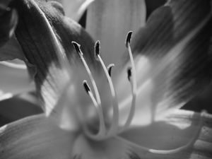 FLOR - IMG20191982 EX PB PS