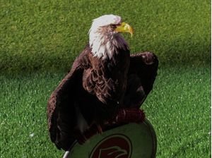 ÁGUIA_BENFICA