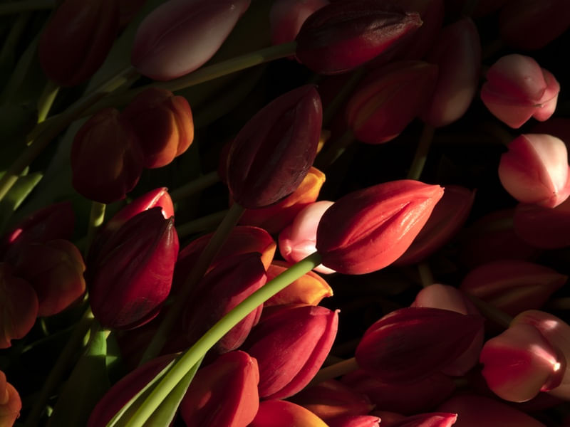 CESTO DE TULIPAS