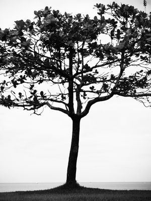 ÁRVORE - IMG20192016 EX PB RET