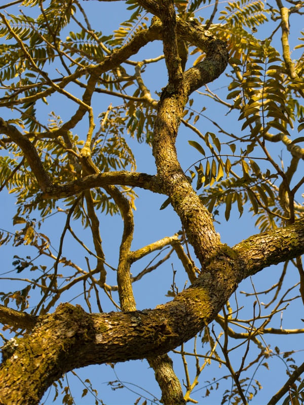 DÍPTICO NATUREZA E CÉU AZUL (ESQUERDA)