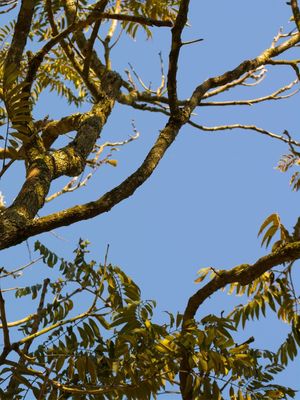 DÍPTICO NATUREZA E CÉU AZUL (DIREITA)