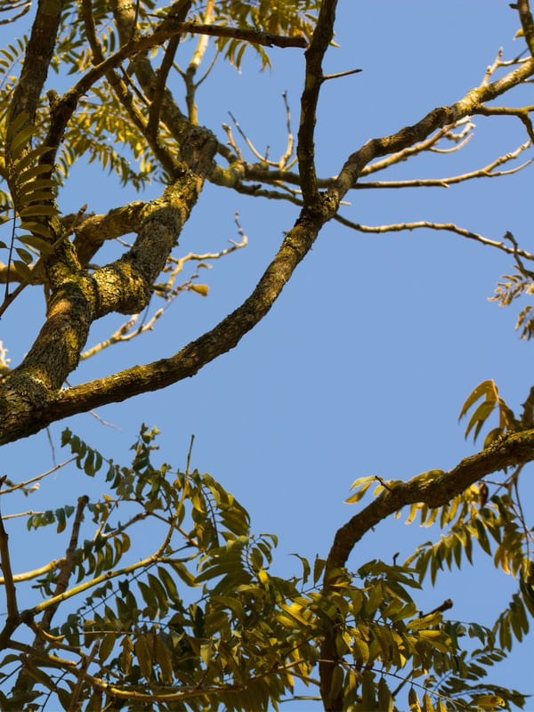 DÍPTICO NATUREZA E CÉU AZUL (DIREITA)