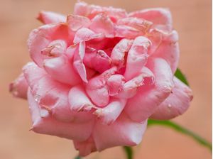 O DESABROCHAR DA ROSA