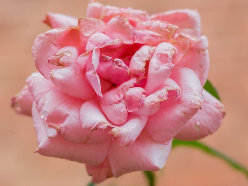 O DESABROCHAR DA ROSA