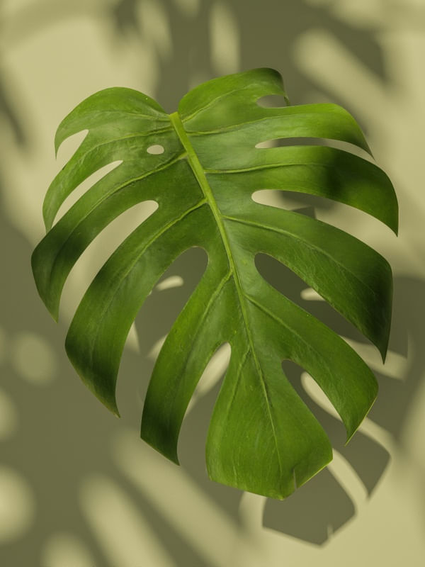 MONSTERA NATURAL V