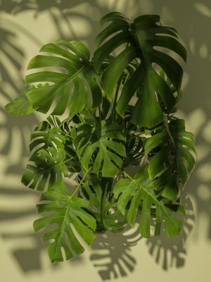 MONSTERA NATURAL I