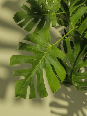 MONSTERA NATURAL II