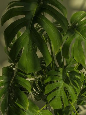 MONSTERA NATURAL III