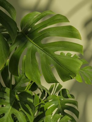 MONSTERA NATURAL IV