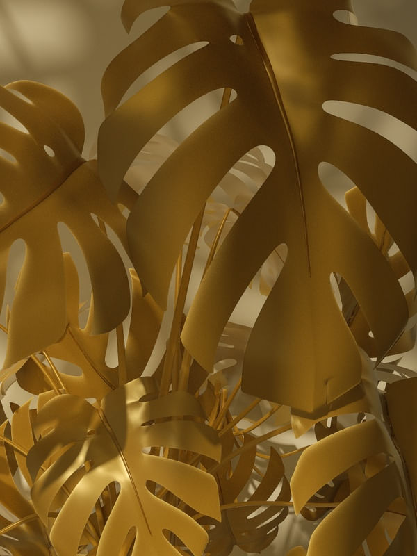 MONSTERA GOLD IV